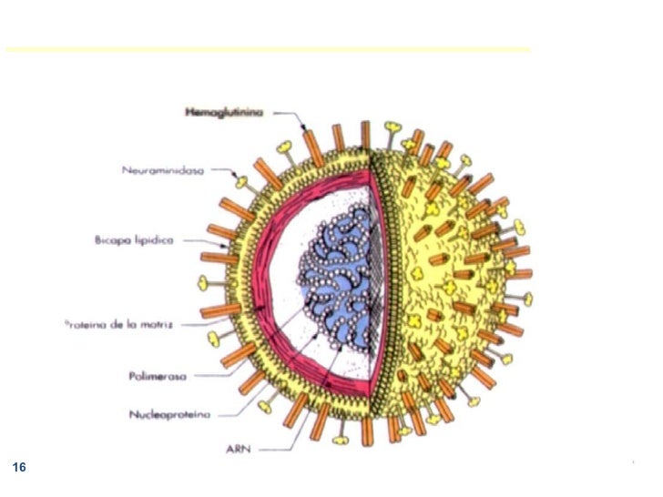 herpes virus images #10