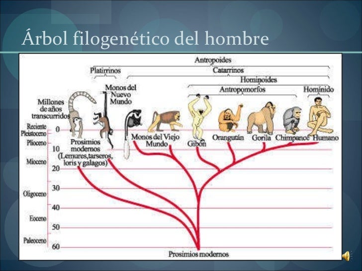 Filogenia humana