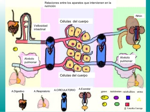 http://image.slidesharecdn.com/final-130418030325-phpapp01/95/los-cuatro-aparatos-de-la-nutricin-2-638.jpg?cb=1366254280