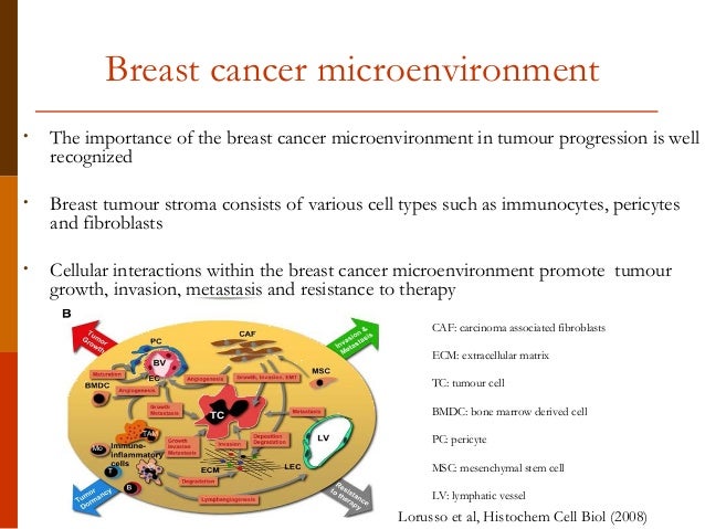 Gene expression signature of primary breast tumour stromal ...