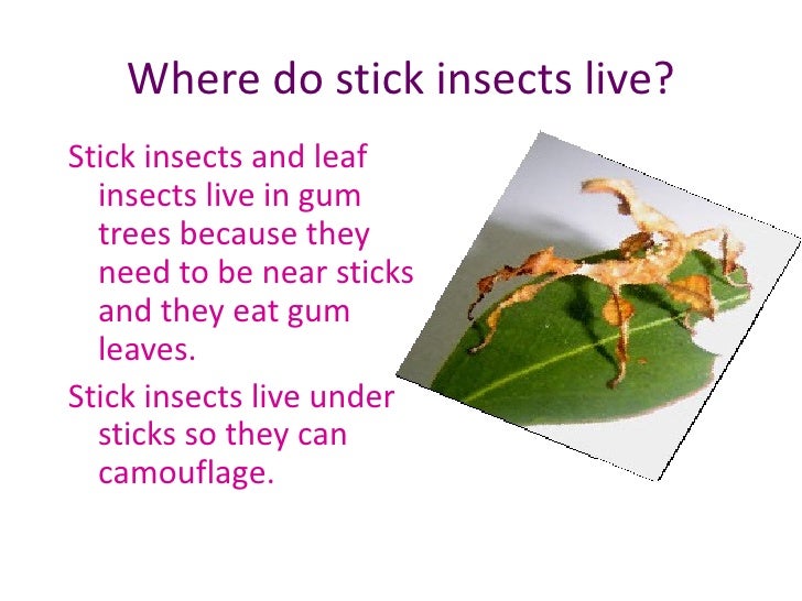 What Do Stick Insects Eat And Drink What Do Stick Insects Eat And Drink