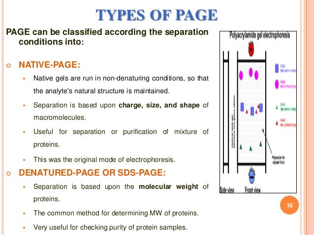 sds gel electrophoresis