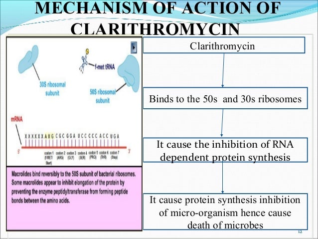 Prednisolone Mechanism Of Action