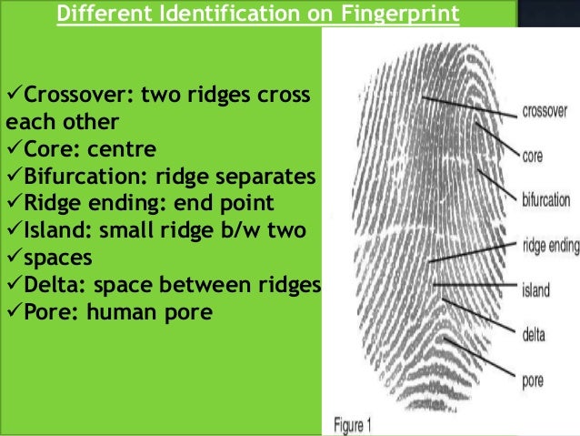 Fingerprint Presentation fingerprint-presentation