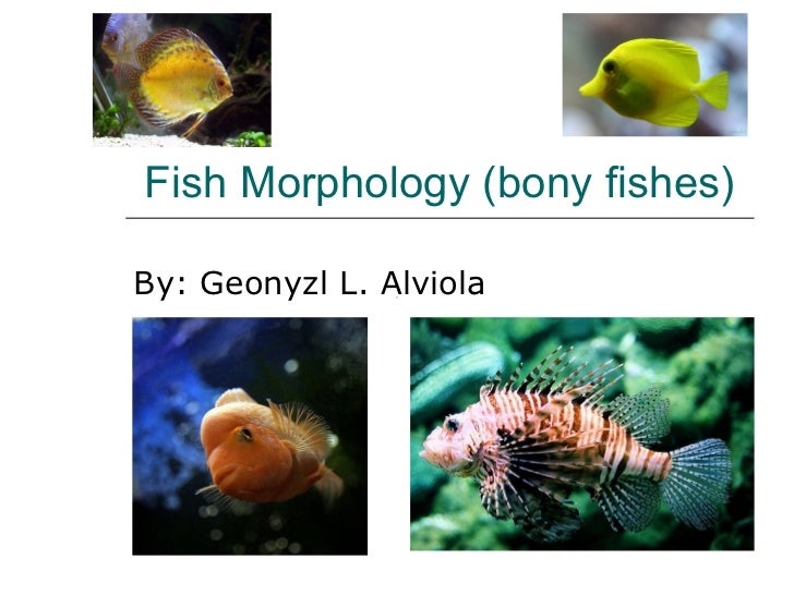 Fish Morphology