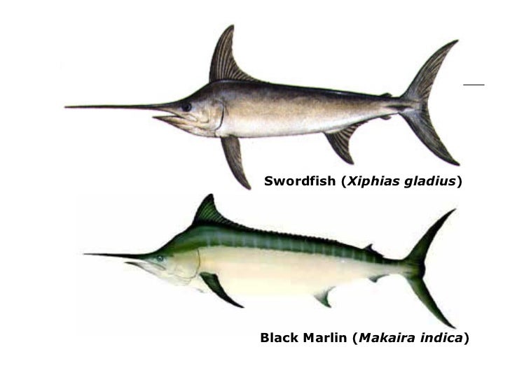 Fish Morphology