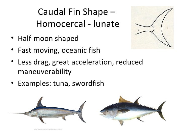 Fish morphology powerpoint