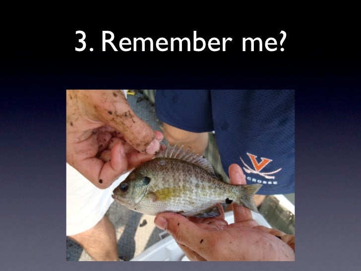 Fish Quiz