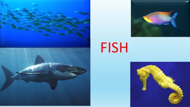 FISH