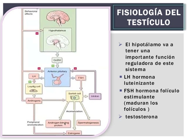 TESTICULOS Y OVARIOS FISIOLOGIA TESTICULOS Y OVARIOS FISIOLOGIA