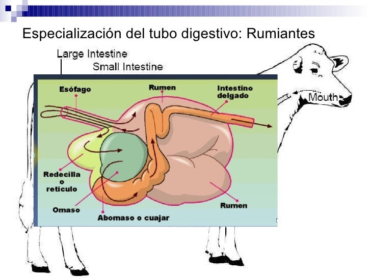 Resultado de imagen para sistema digestivos de animales