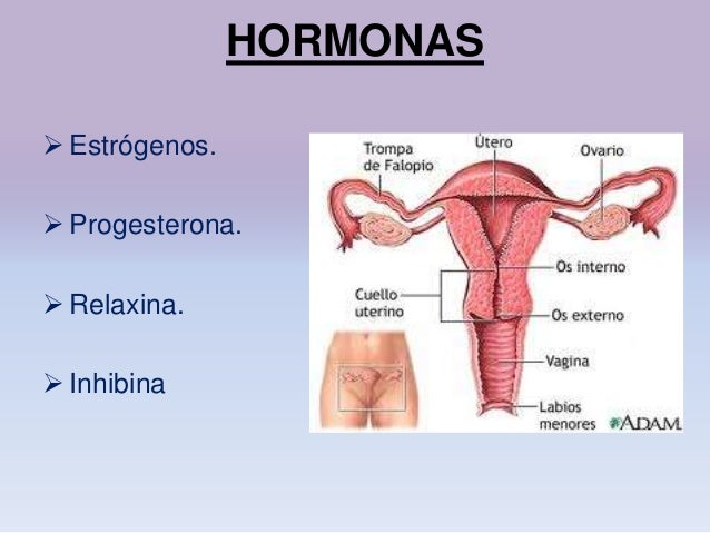 Resultado de imagen para hormonas del aparato reproductor femenino