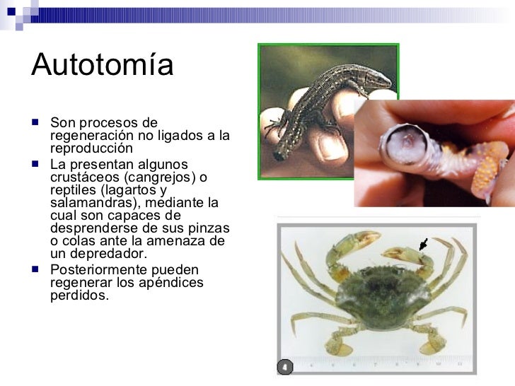 fisiologia-animal-reproduccion-i-11-728.jpg?cb=1212936950