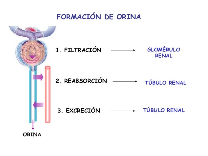 Fisiologia Renal