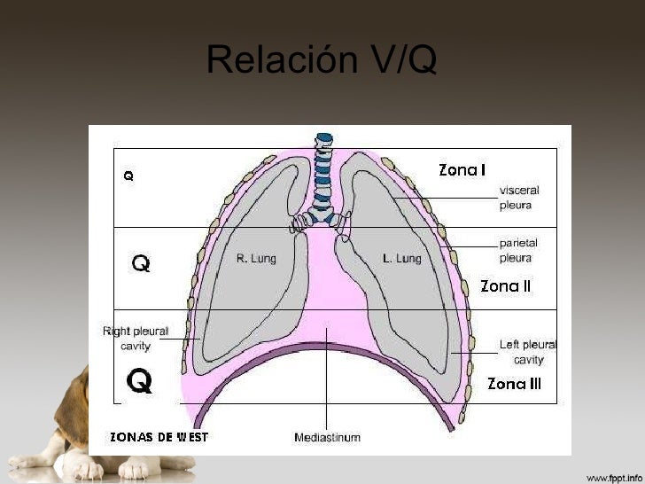 Fisiologia 2da Parte Respiratorio Fisiologia 2da Parte Respiratorio