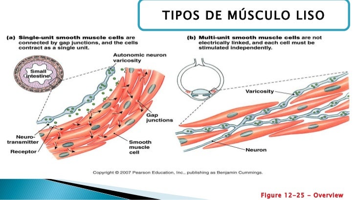 Fisiologia del musculo liso