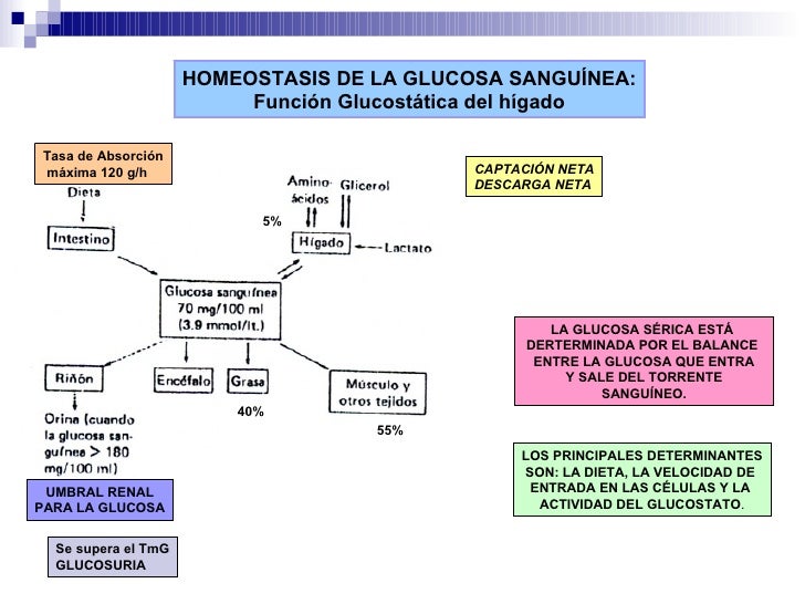 Fisiologia Del Pancreas Endocrino Fisiologia Del Pancreas Endocrino