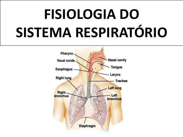 http://image.slidesharecdn.com/fisiologiadosistemarespiratrio-130517105327-phpapp01/95/fisiologia-do-sistema-respiratrio-1-638.jpg?cb=1368806201