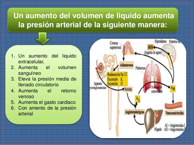 MECANISMOS INTERMEDIOS DE REGULACIÓN DE LA PRESIÓN ARTERIAL MECANISMOS INTERMEDIOS DE REGULACIÓN DE LA PRESIÓN ARTERIAL
