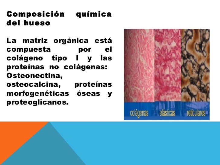 Fisiologia osea i[1]