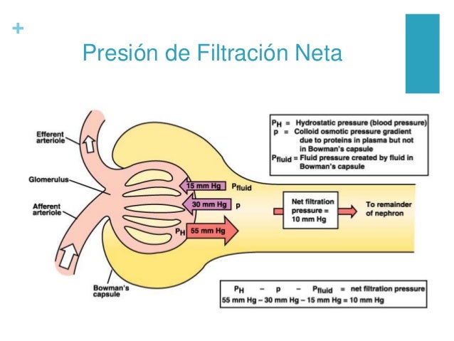 Fisiologia renal