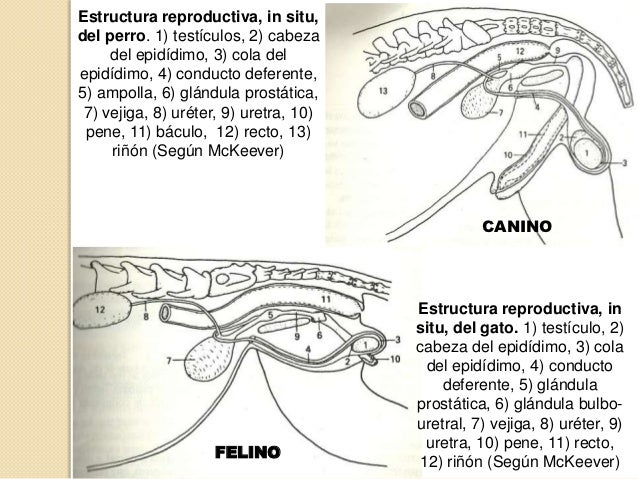Fisiologia, reproductor macho