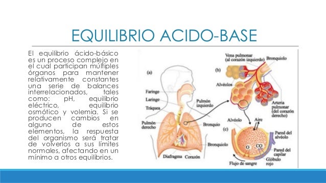 Fisiologia respiratoria