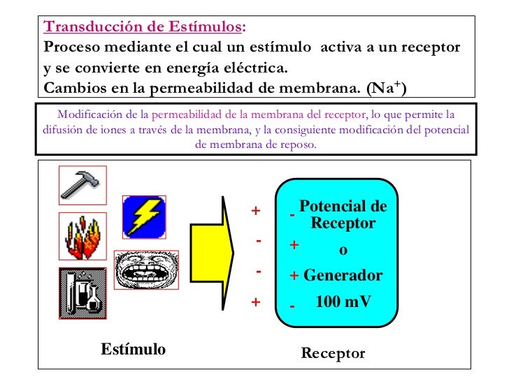 Fisiologia Sensorial