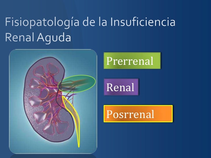 FISIOPATOLOGIA RENAL fisiopatologia renal: