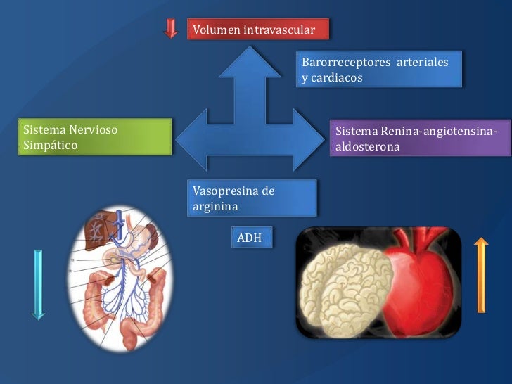 Fisiopatología de la insuficiencia renal aguda