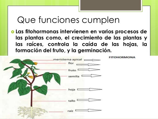 funciones cumplen las fitohormonas intervienen en varios procesos de funciones cumplen las fitohormonas intervienen en varios procesos de