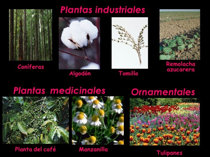 ornamentales plantas industriales plantas medicinales coníferas ornamentales plantas industriales plantas medicinales coníferas