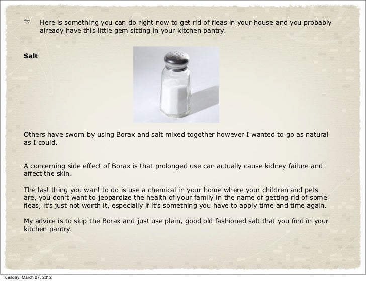 how do you get rid of fleas on dogs how to get rid of fleas in your house how do you get rid of fleas on dogs how to get rid of fleas in your house