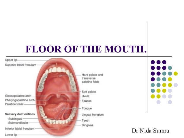 Floor Of Mouth Anatomy 100