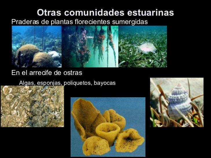 Flora Y Fauna De Los Estuarios