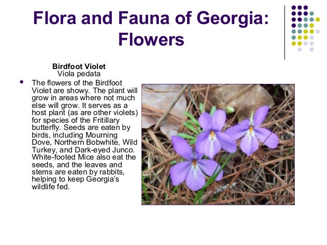 Essay on flowers
