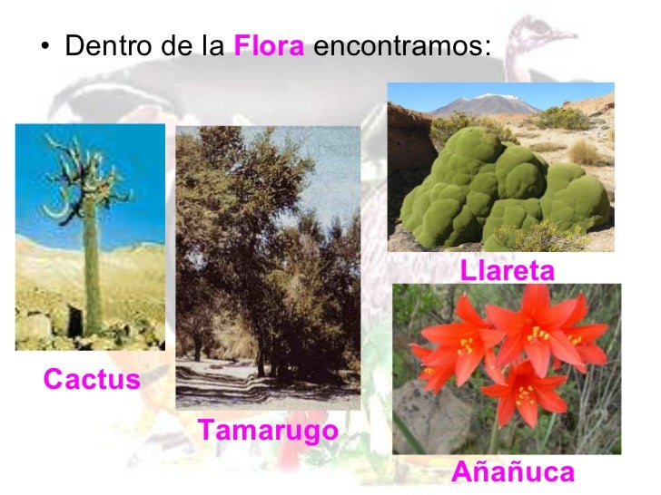 Flora y fauna de chile