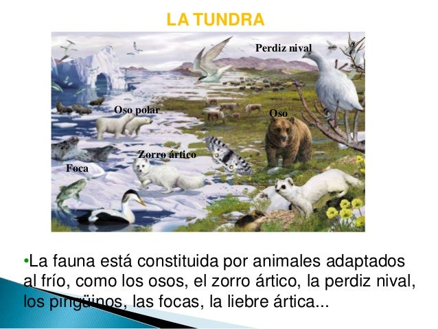 Все изображения "Флора И Фауна Тундры" / picsbase.ru