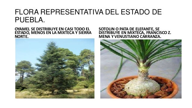 Flora y fauna de puebla