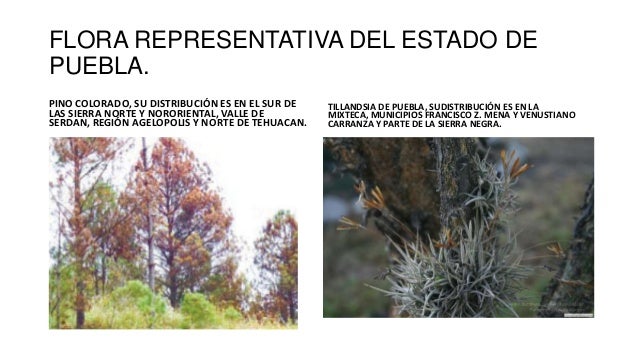 Flora y fauna de puebla