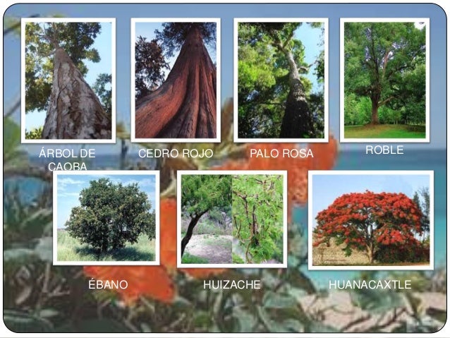 ÁRBOL DE 
CAOBA 
CEDRO ROJO PALO ROSA ROBLE 
ÉBANO HUIZACHE HUANACAXTLE 
 