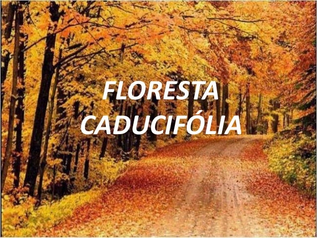 Resultado de imagem para florestas caducifólias