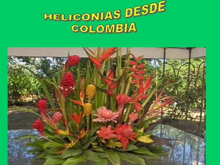 Flores tropicales, colombia Flores tropicales, colombia