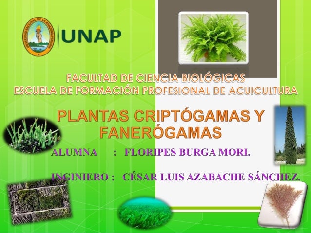 Floripes trabajo de critogamas y fanerogamas