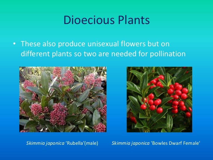 Flower structure, pollination, fertilization