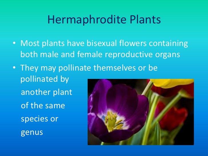 Bisexual Plants 107