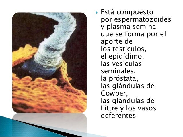 Fluidos corporales