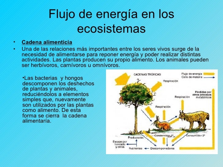 Flujo de energía en los ecosistemas , redes Flujo de energía en los ecosistemas , redes