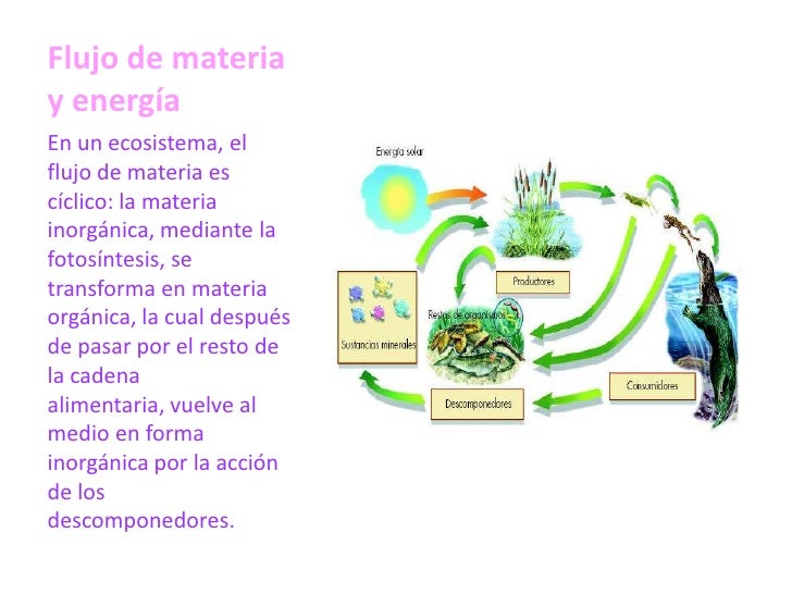 Flujo de energía y materia en los ecosistemas