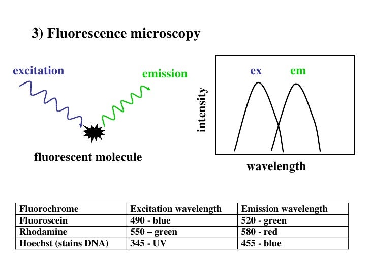 Fluorescence Microscopy